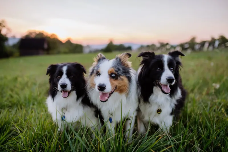 Border Collie and Sphynx