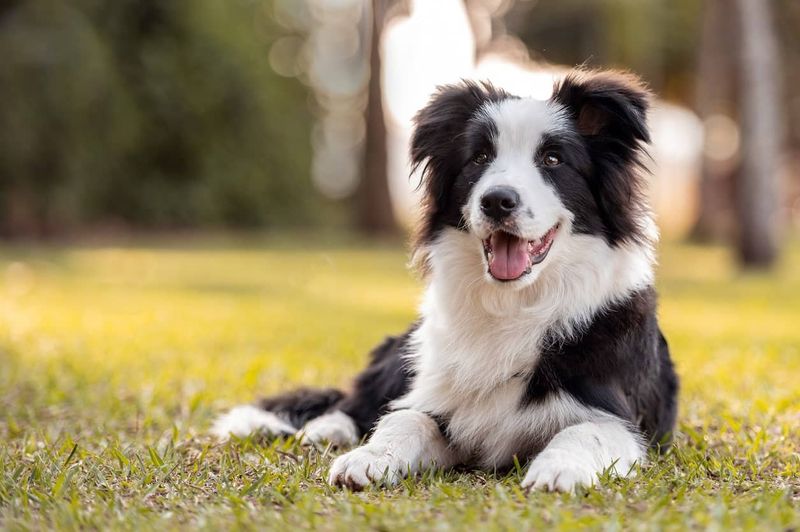 Border Collies