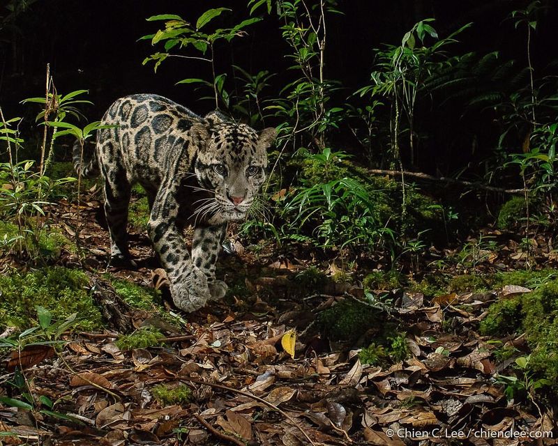Bornean Clouded Leopard