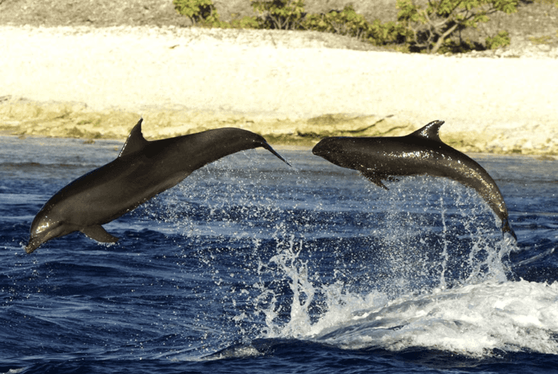 Bottlenose Dolphins Welcome Outsiders