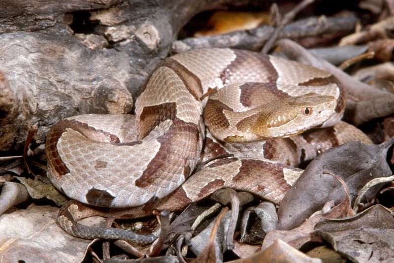 Copperhead Snakes