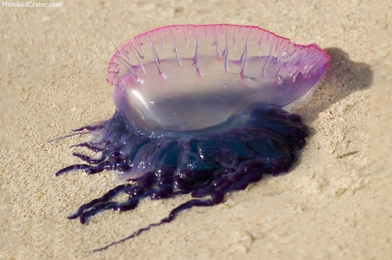 Box Jellyfish