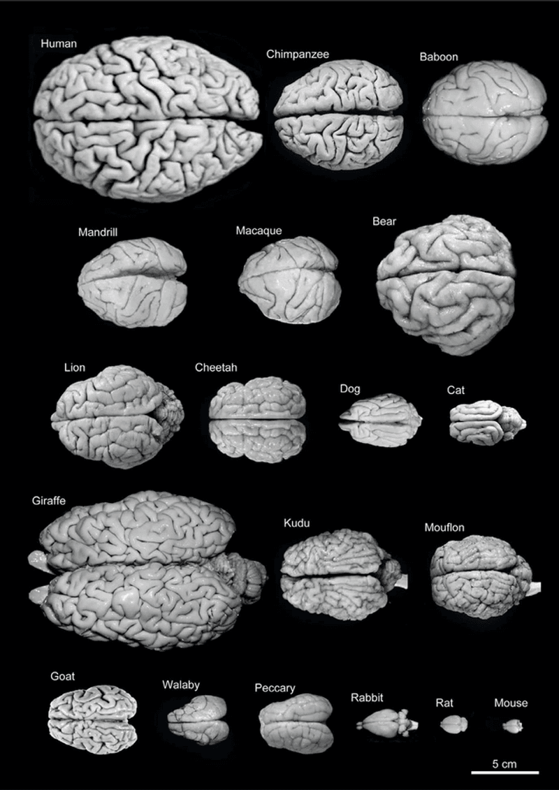 Brain Size Relative to Body