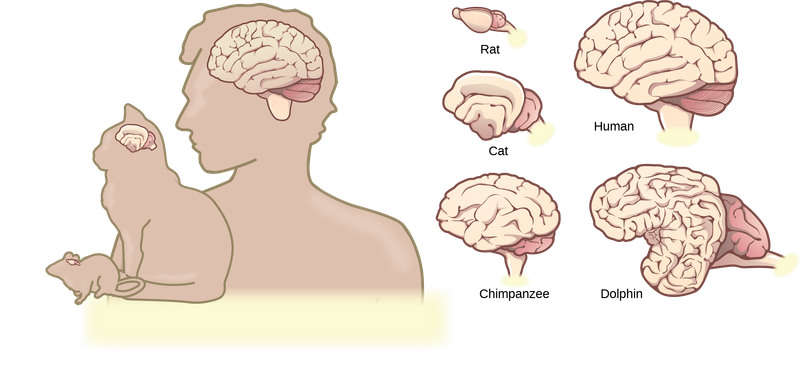 Brain Structure Similarity