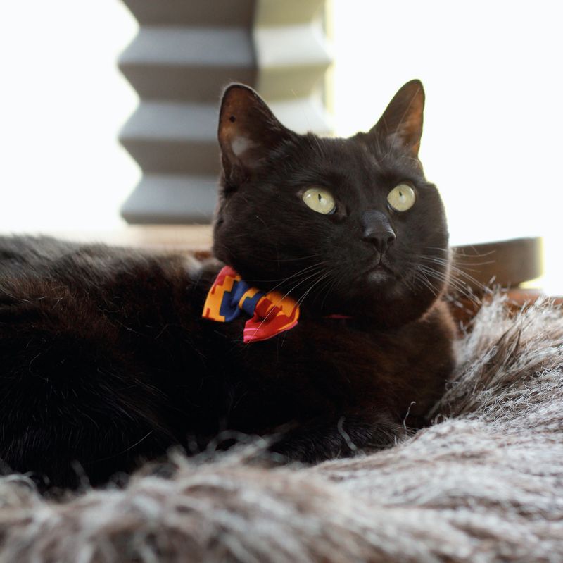 Brazil's Witchcraft Cat Myth