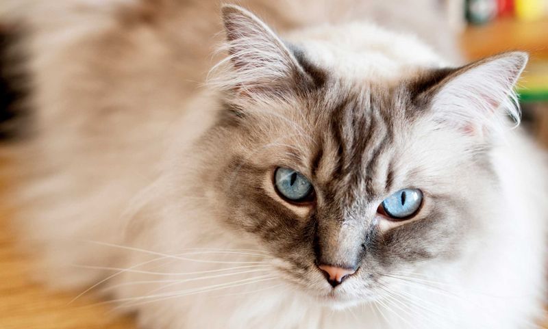 Bright, Clear Eyes