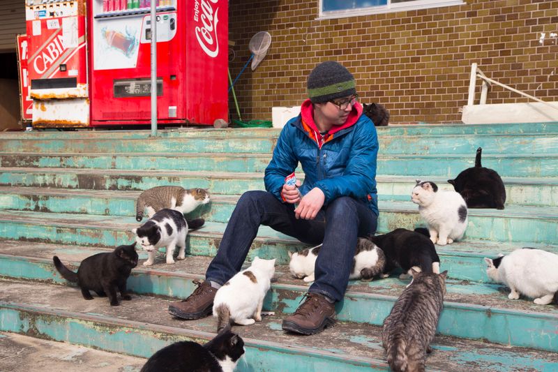 Bring Pocket Treats for Japan's Cat Islands
