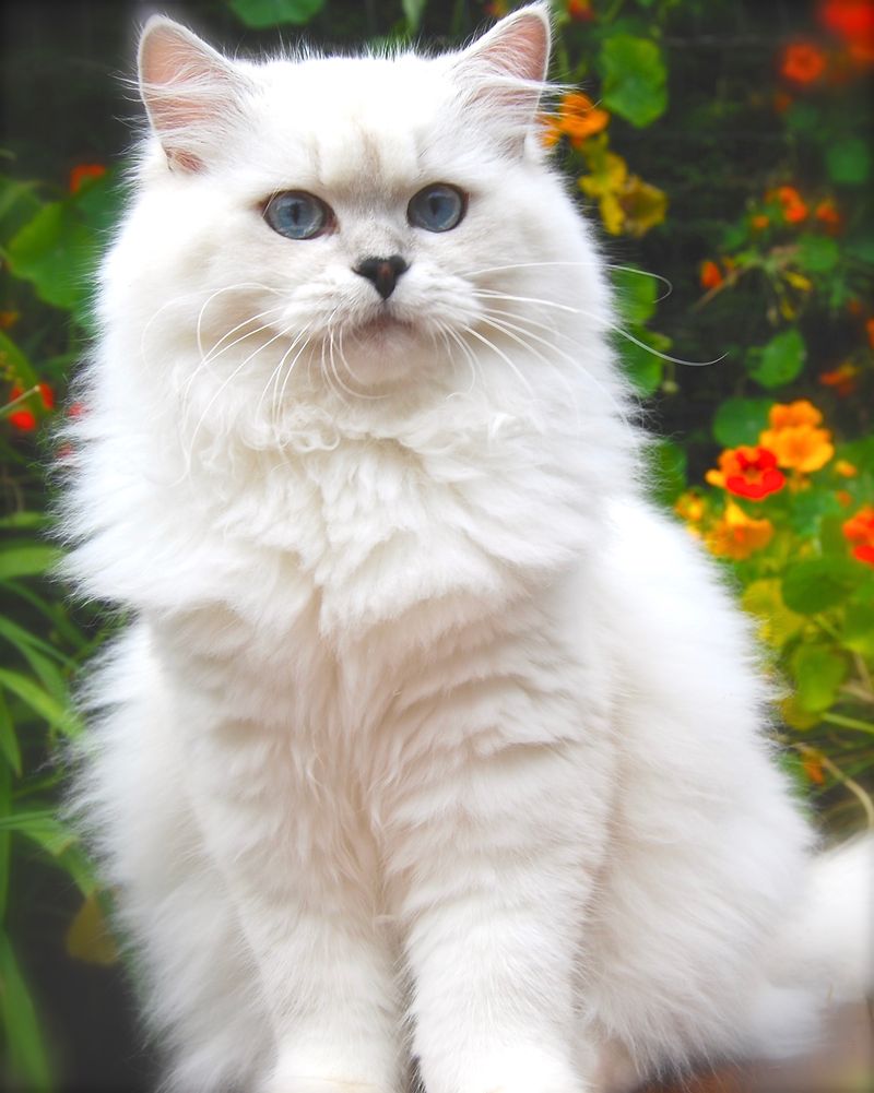 British Longhair