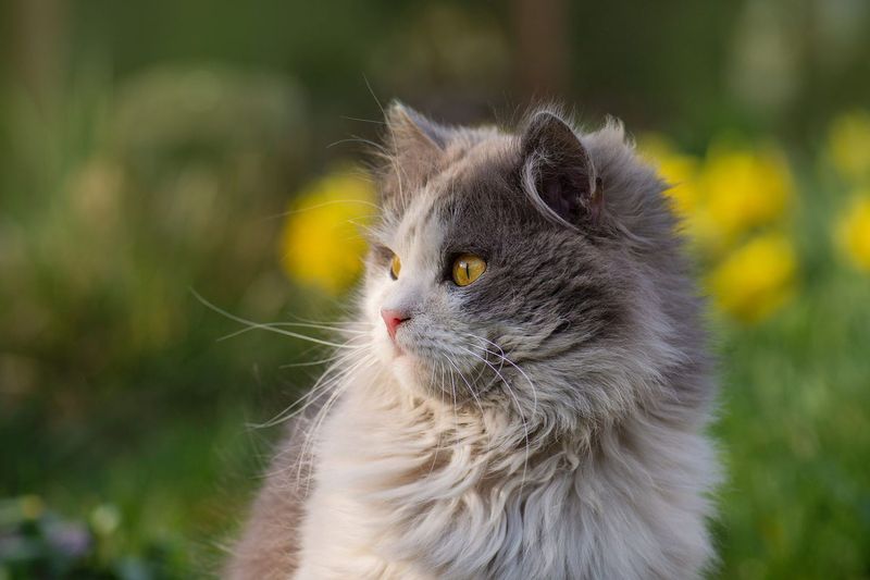 British Longhair