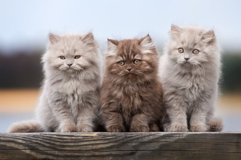 British Longhair