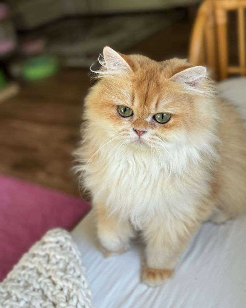 British Longhair