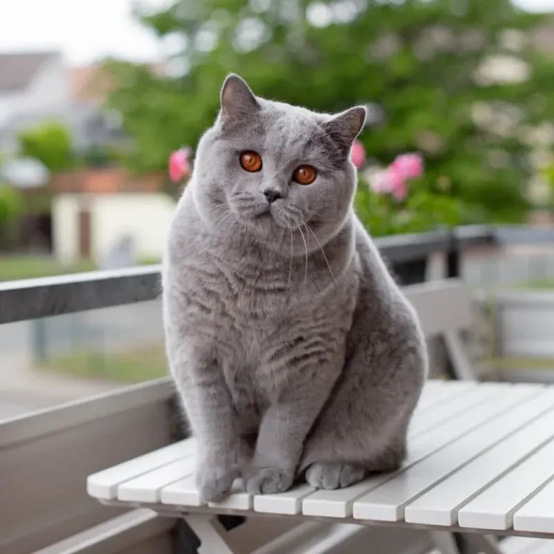 British Shorthair