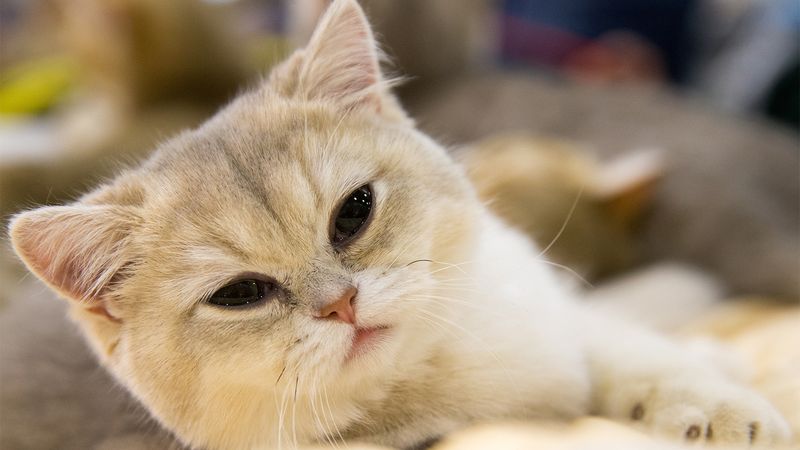 British Shorthair