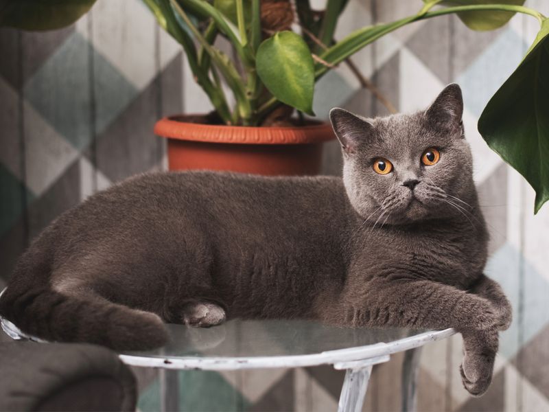 British Shorthair