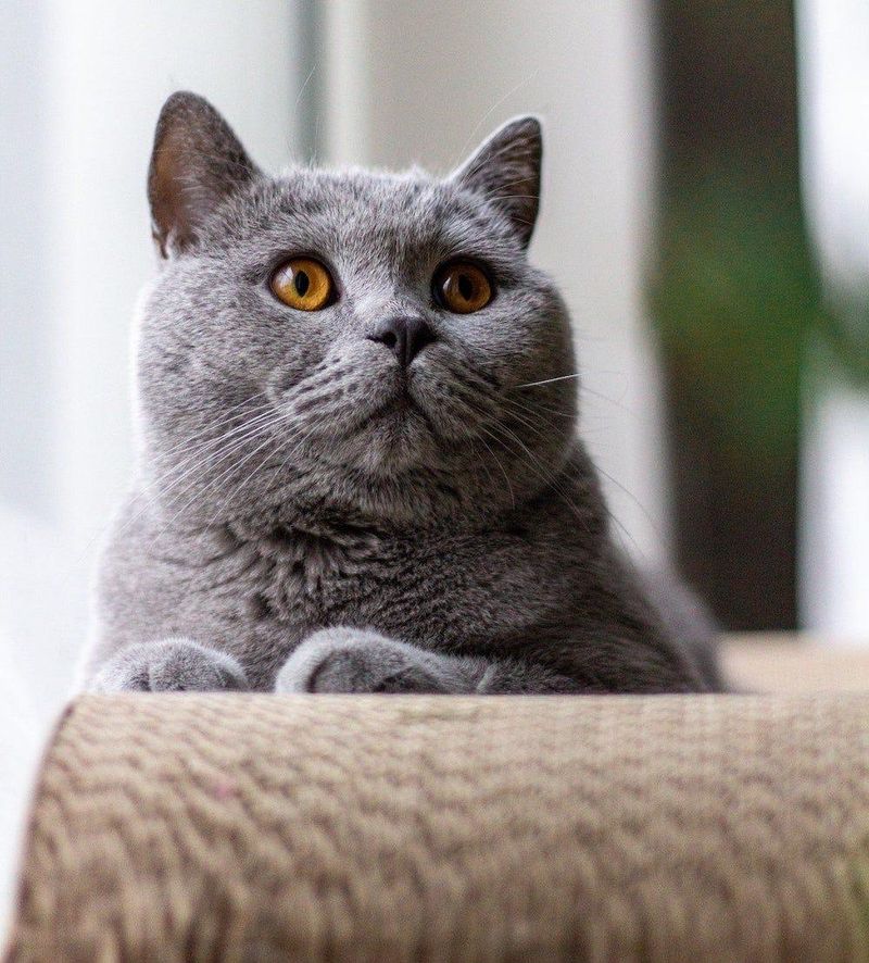 British Shorthair