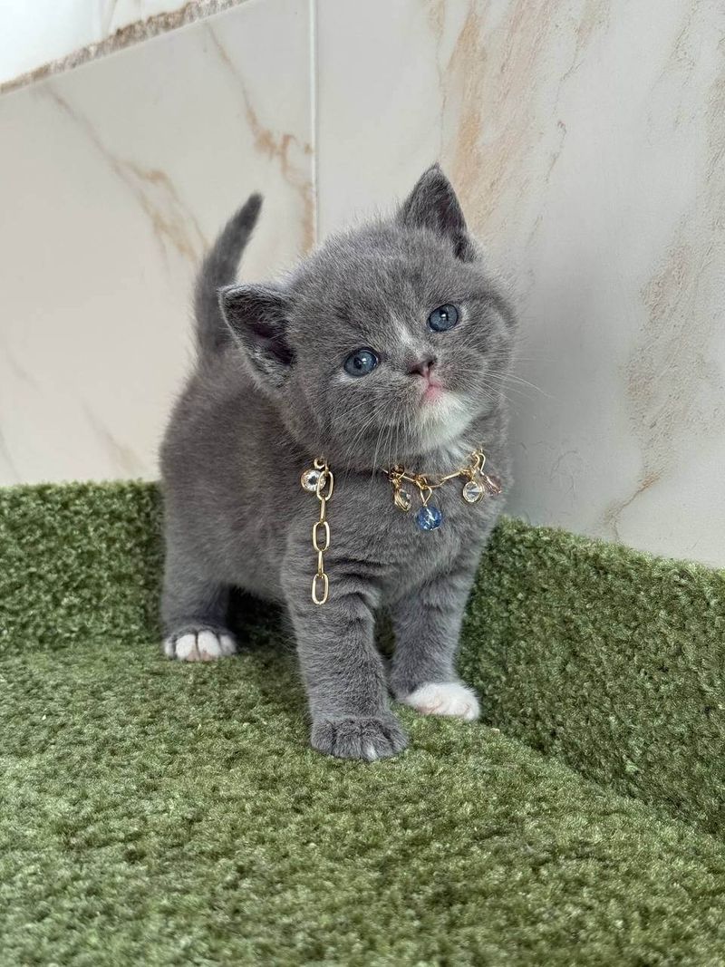 British Shorthair