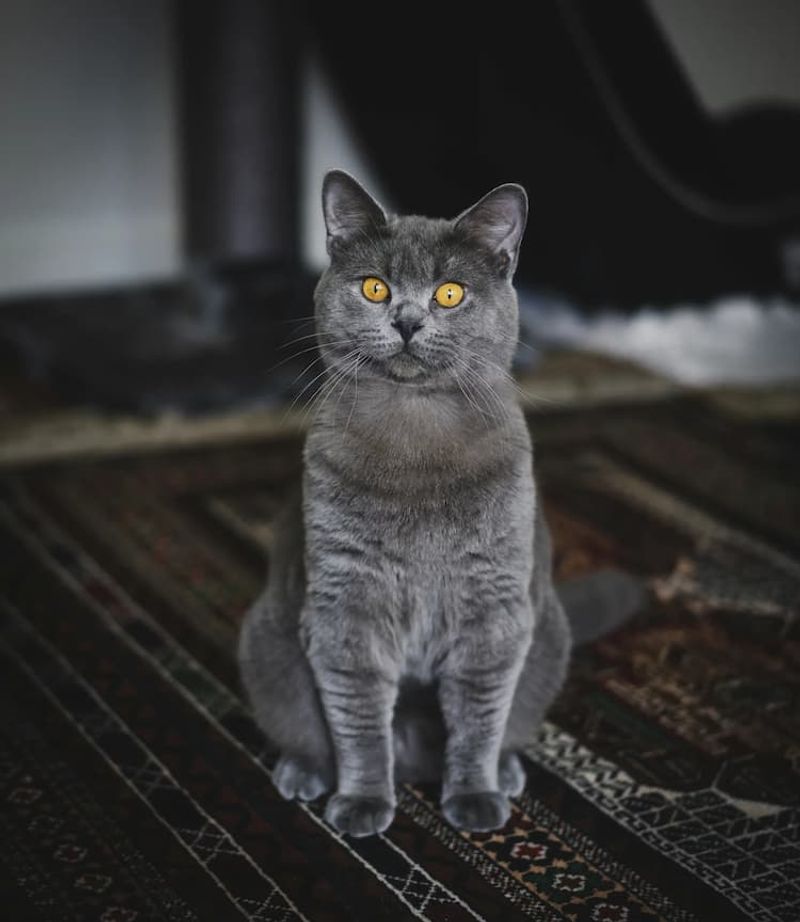 British Shorthair