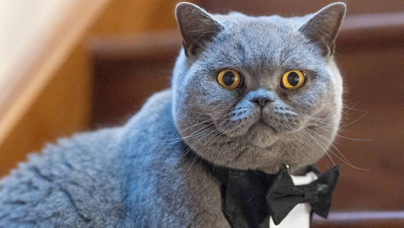 British Shorthair