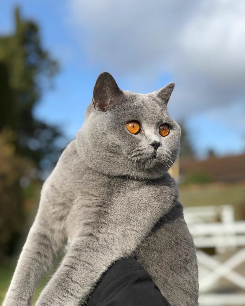 British Shorthair