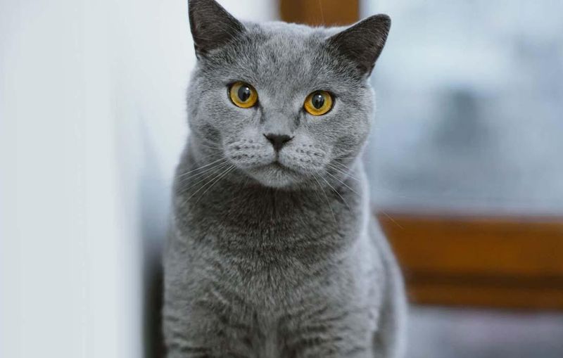 British Shorthair Blue