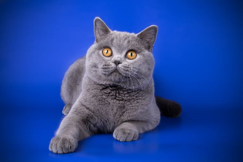 British Shorthair Boom