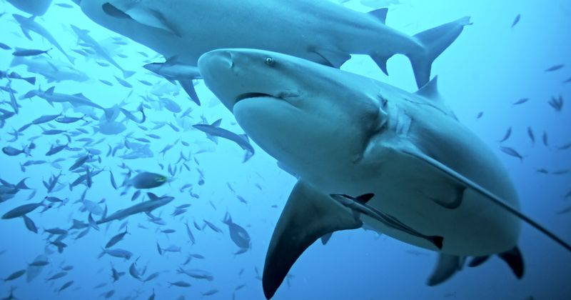 Bull Sharks