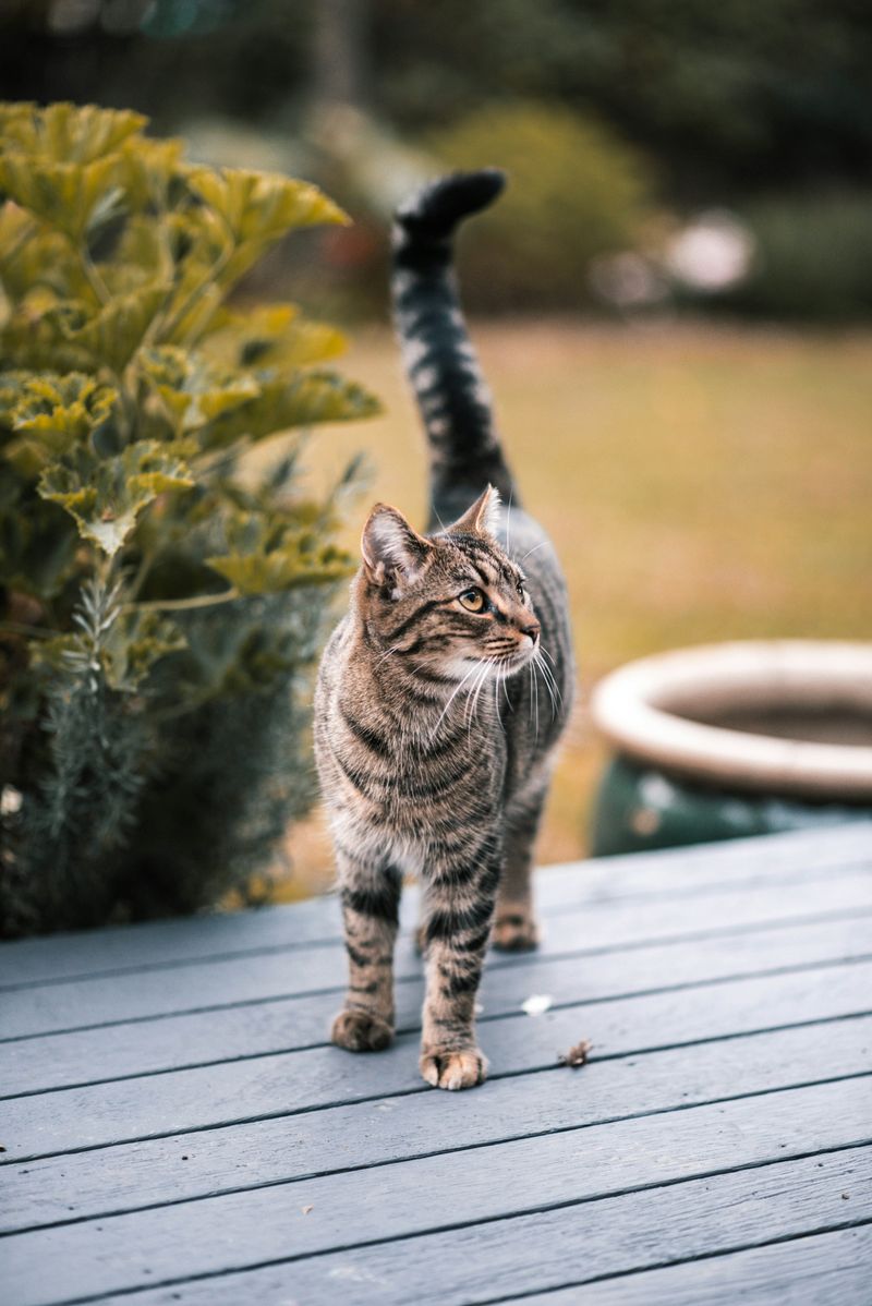 Brown Tabby
