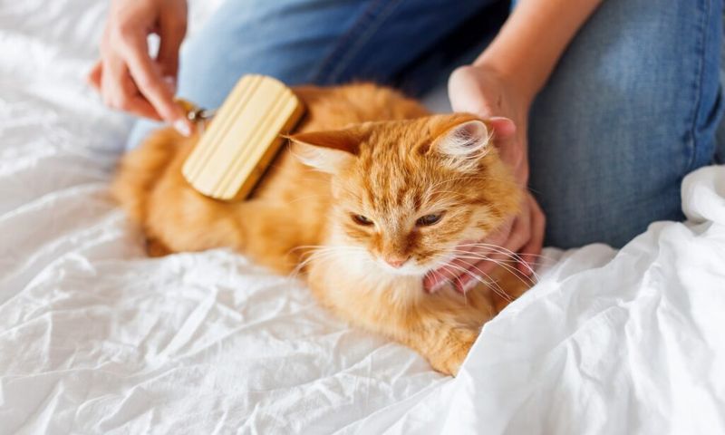 Brush Your Cat Daily