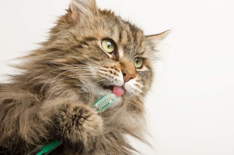Brushing Teeth Prevents Painful Dental Issues
