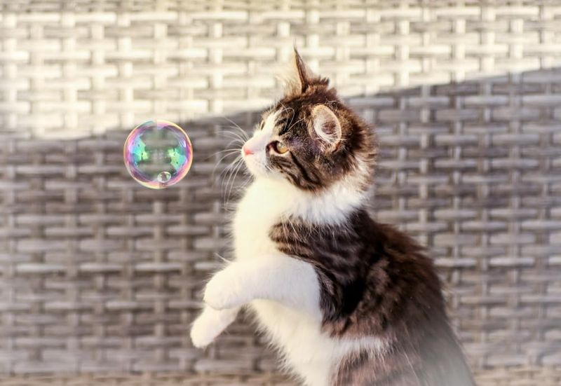 Bubble Chasing Extravaganza