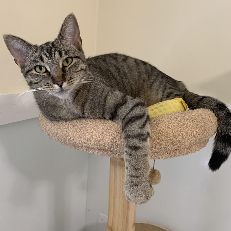 Budget-Friendly Pet Ownership