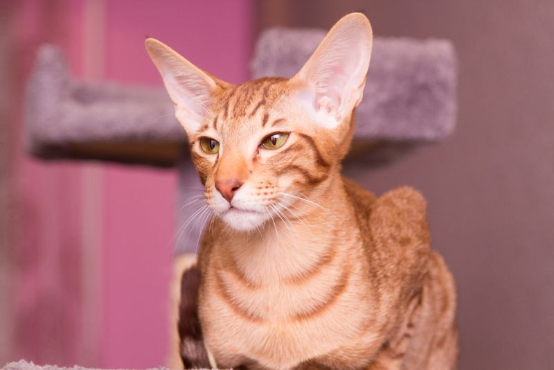 Budget-Friendly Pet Ownership