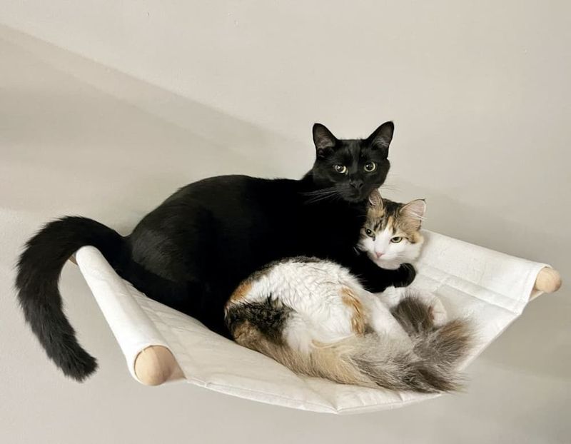 Built-in Companionship