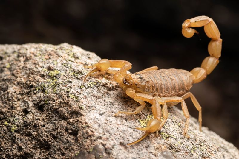 Arizona Bark Scorpions