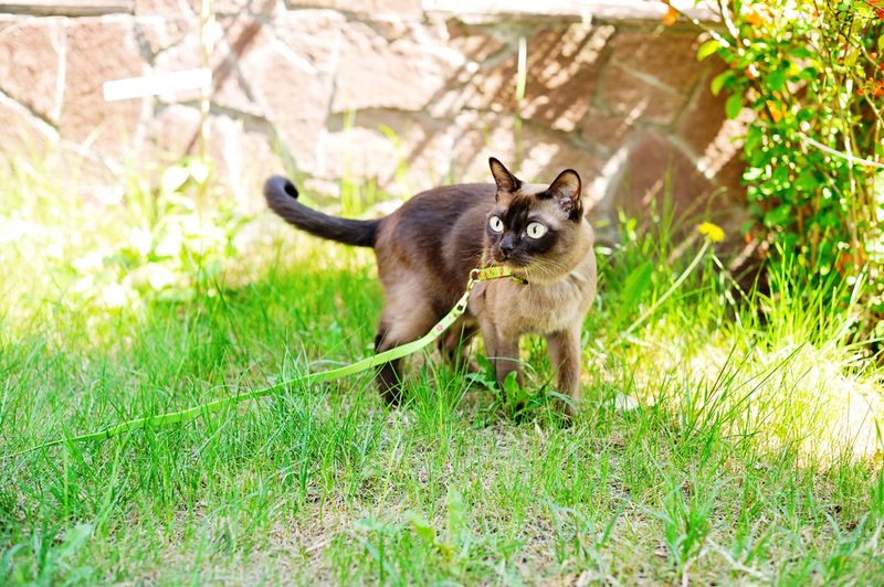 Burmese