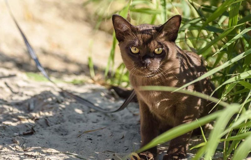 Burmese