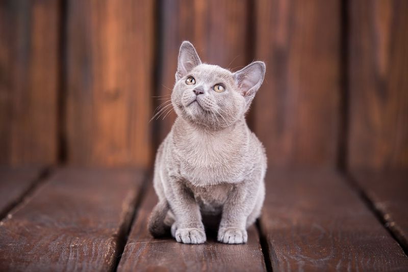 Burmese
