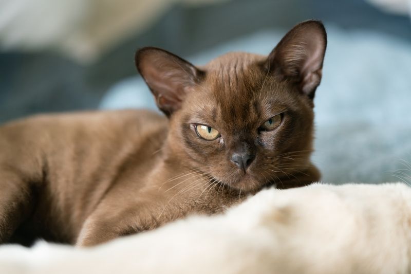 Burmese