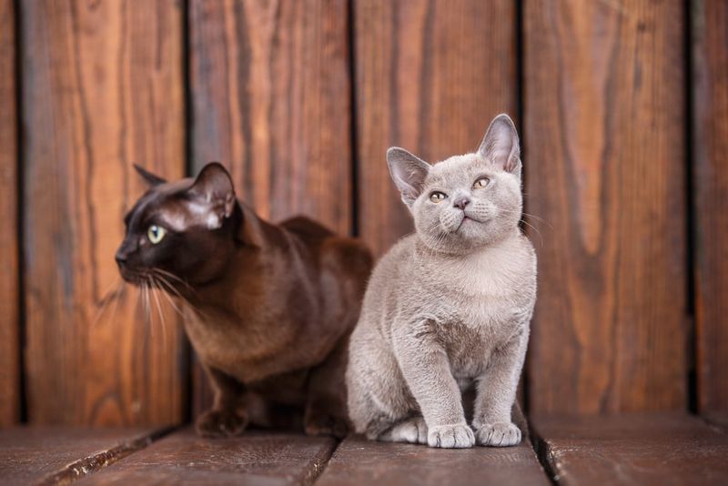 Burmese
