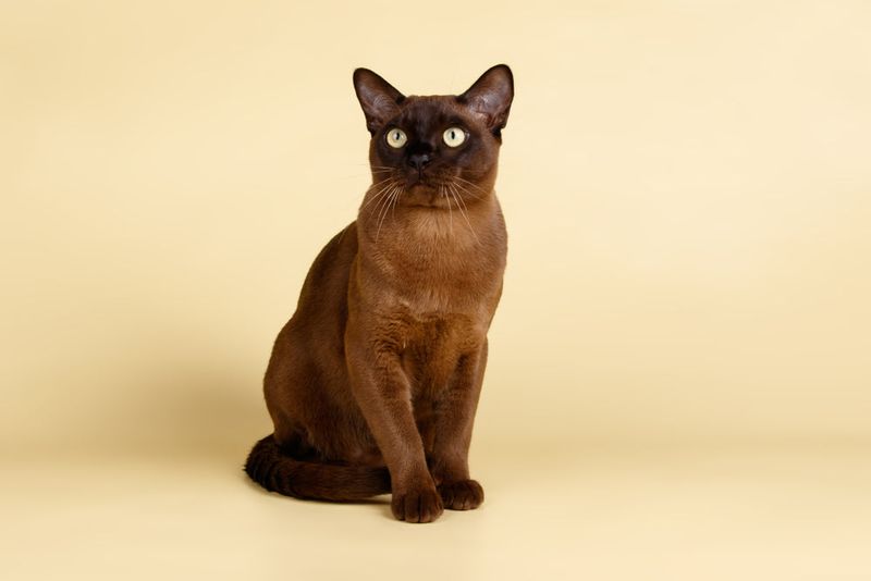 Burmese