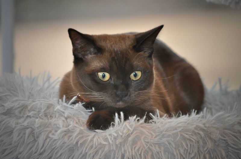 Burmese