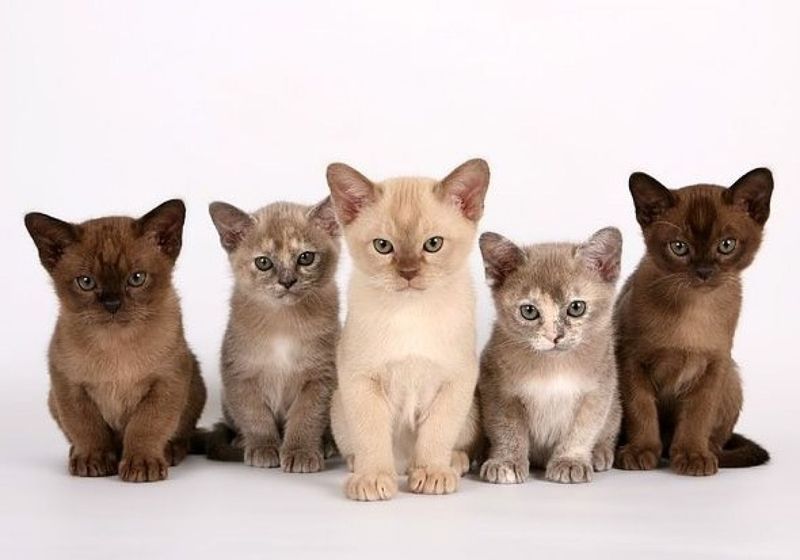 Burmese