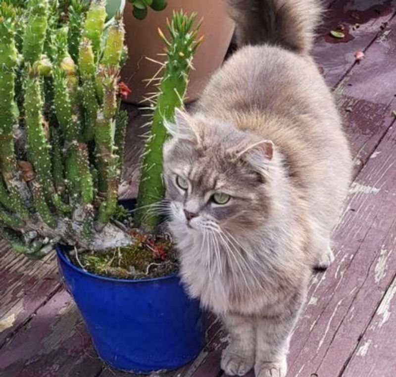 Burmese