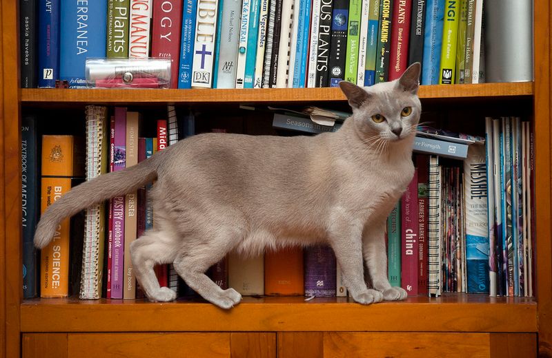 Burmese