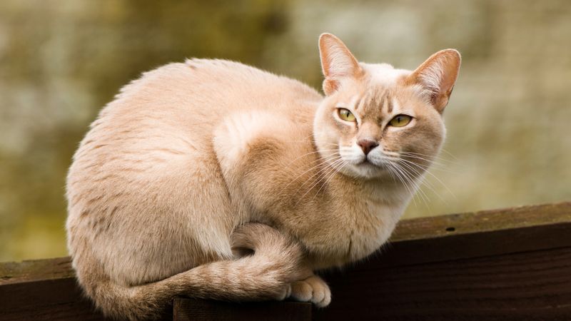 Burmese