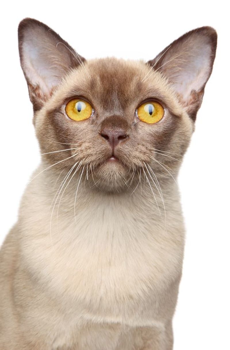 Burmese
