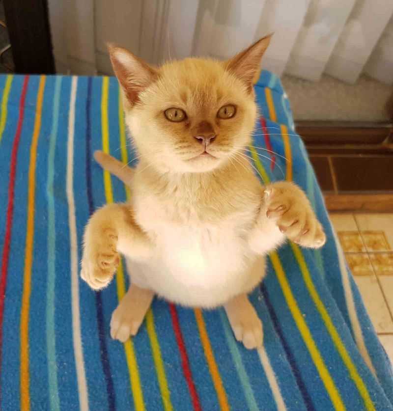 Burmese