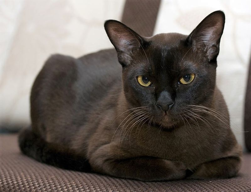 Burmese