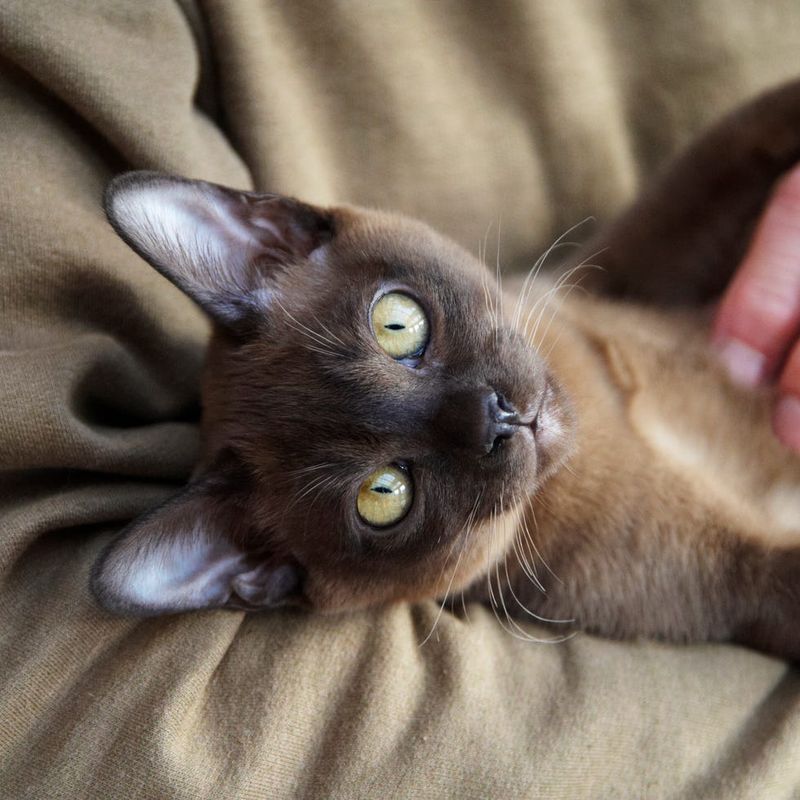 Burmese