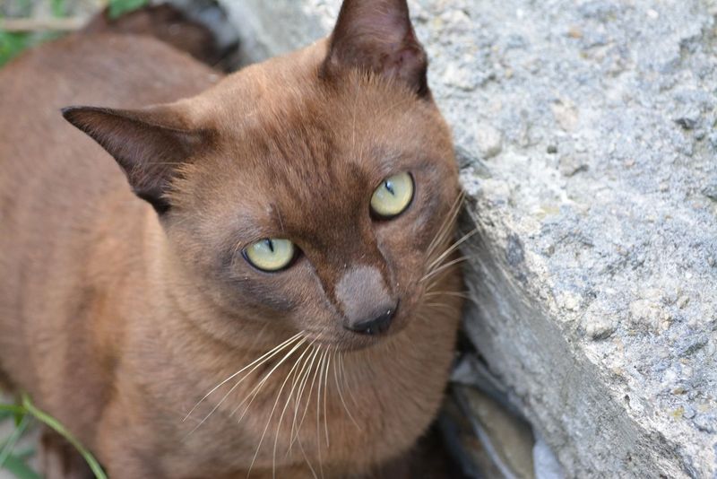 Burmese